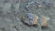 Elazığ'da 2 metrelik yılan ve kaplumbağa birlikte böyle görüntülendi