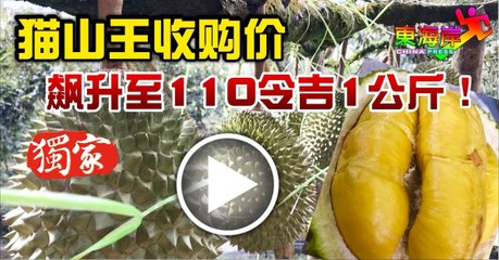 猫山王收购价　飙升至110令吉1公斤！