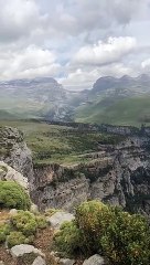 Vautour fauve au-dessus du canyon d'Anisclo