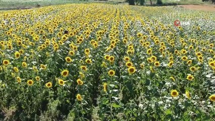 Kurtlar zarar ettirdi, o köyde 33 sene sonra tekrar ayçiçeği ekildi