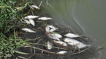 ‘Ulusal öneme haiz sulak alan’ ilan edilen gölde balık ölümleri