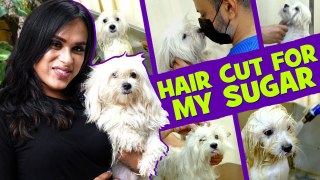 A Day Out With My Dog | Oil bath for My Sugar | Milla Babygal❤️