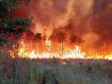 Son dakika gündem: Fransa'daki orman yangınları söndürülemiyor