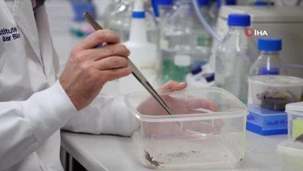 Avustralya'da örümcek zehrinden kalp krizi ilacı geliştirildi