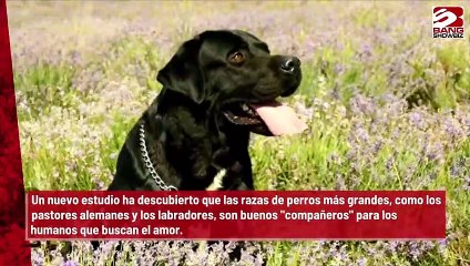 Los perros pueden convertir a sus dueños en imanes sexuales