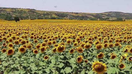 Ayçiçeği tarlalarında "çayır tırtılına" karşı dron ile ilaçlama yapılıyor