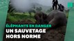 En Thaïlande, l'incroyable sauvetage d'un bébé éléphant et sa mère