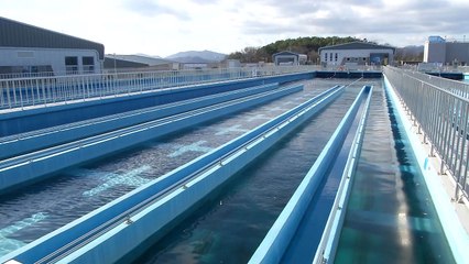 창원 석동정수장 깔따구 유충 가정집에서 추가 발견 / YTN