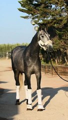 Top 3yo PRE dressage prospect