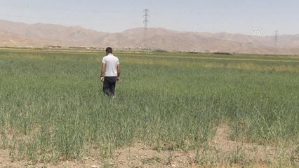 Yüksekova'da tarım arazilerinde çekirge yoğunluğu yaşanıyor