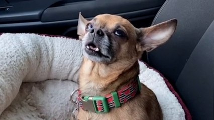 «Mon chien est défoncé» : comment réagir si votre animal ingère une substance toxique