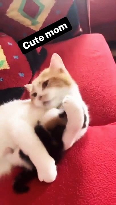 cuts cats mon