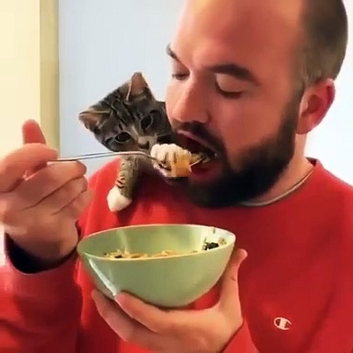 Funny cats moment