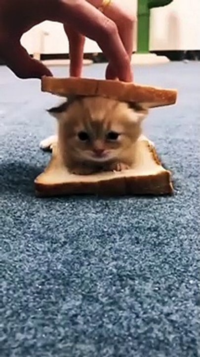 cute baby cat