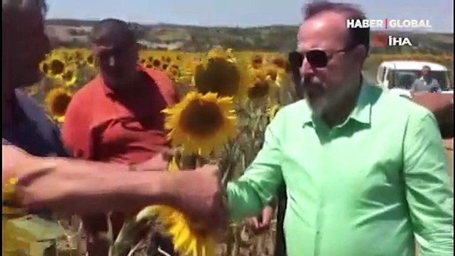 Tekirdağ'da 'tırtıl' istilasına uğrayan ayçiçek tarlaları 'drone' ile ilaçlanıyor!