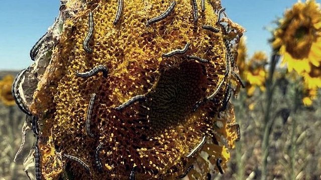 Tekirdağ'da tırtıl istilası: Dron ile operasyon başlatıldı