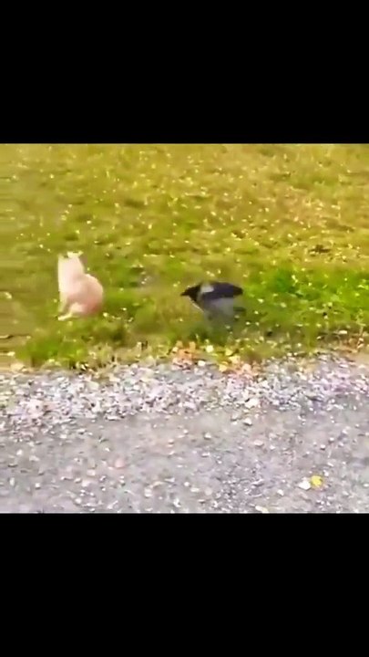 #short #funny #yt #short #trending #turkey #us