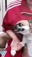 Animal Funny Videos: Funny Animal's | Thug Tohid #shorts