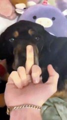 Animal Funny Videos: Funny Animal's | Thug Tohid #shorts