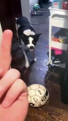 Animal Funny Videos: Funny Animal's | Thug Tohid #shorts