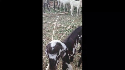 Cute funny Baby Goats Enjoying Together
