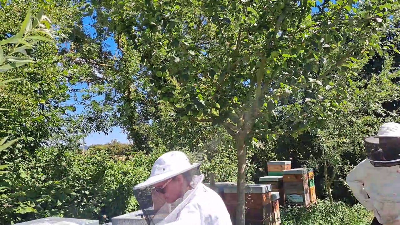 Sortie Pique-Nique au pont de Tancarville, Samedi 09 Juillet (à la découverte des abeilles)