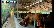 Biggest Cow In Bangladesh 2022-Biggest Cow Farm In Bangladesh 2022- Angry Cattle Collection 2022