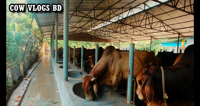 Biggest Cow In Bangladesh 2022-Biggest Cow Farm In Bangladesh 2022- Angry Cattle Collection 2022