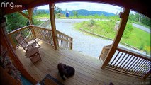 Bear Cubs Wrestle on Front Porch