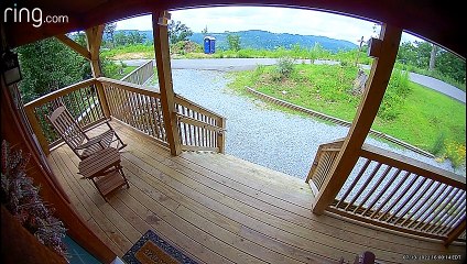 Bear Cubs Wrestle on Front Porch