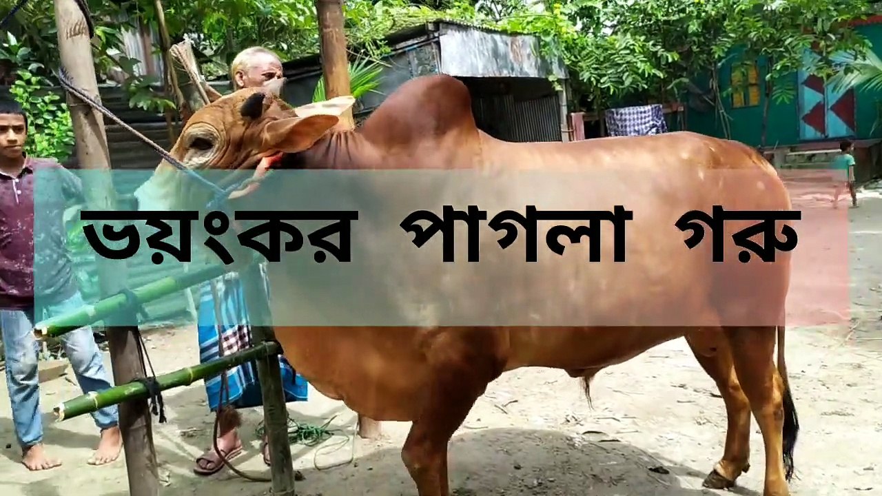 ভয়ংকর_পাগলা_গরু, না দেখলে মিস করবেন