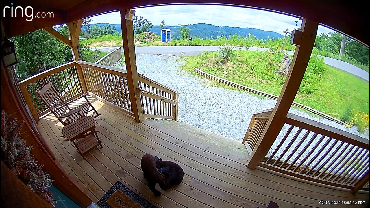 Bear Cubs Wrestle on Front Porch