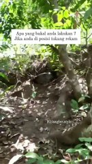 Giant snakes #virals