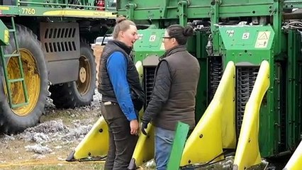 Female cotton pickers help fill rural worker shortage