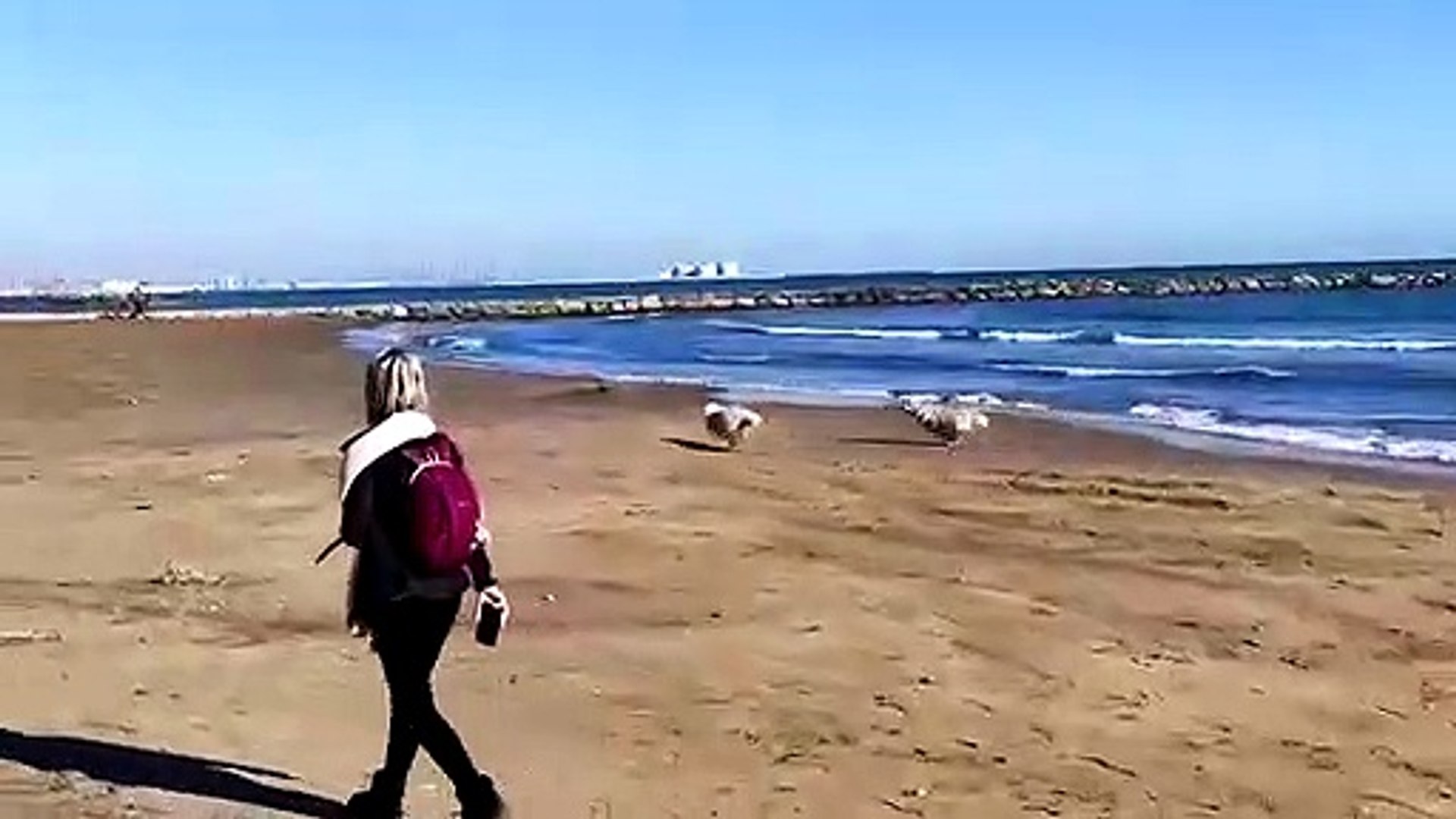 Excited Golden Retriever Knocks Woman Down
