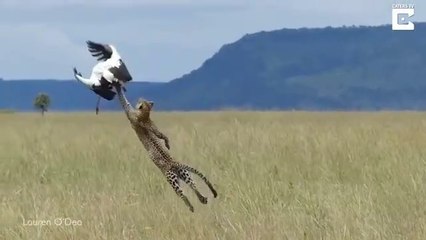 Survival Battle! Mother Leopard Hunts Eagles To Avenge Her Cubs - Animal Worldxxxxxxxx