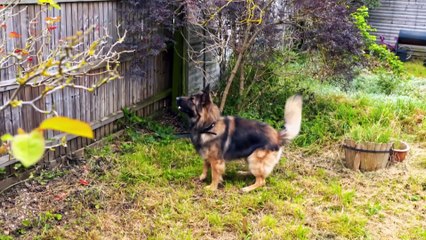 Dogs Behaving (Very) Badly S04E06