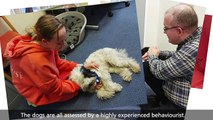 Dog Therapy: Meet the Canine befrienders at South West Yorkshire Partnership NHS Foundation Trust