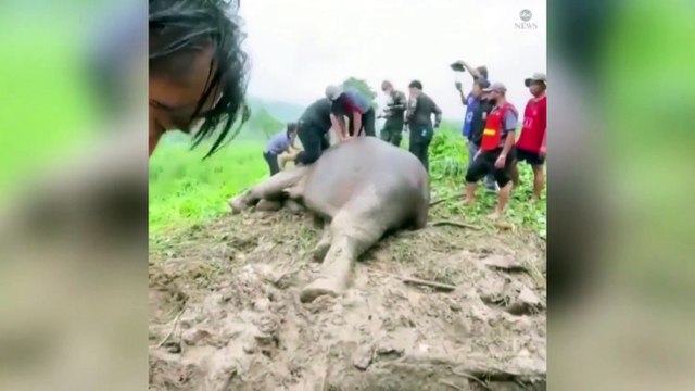 ext-rescate-de-elefante-160722