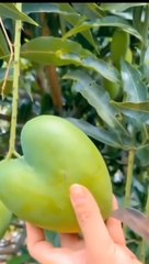 OMG  so juicy #usa #asmr #fruit