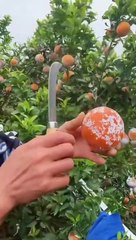 OMG  so juicy #usa #asmr #fruit