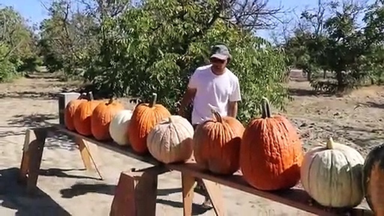 500Magnum vs Pumpkins