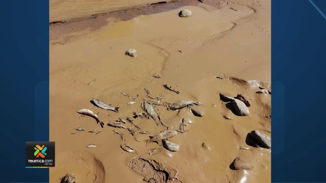 tn7-peces-rio-abangares-y-zapote-160722