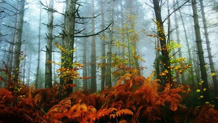 relaxing music,cool music,music for sleep,ambient - foggy forest | no copyright - robin wild green