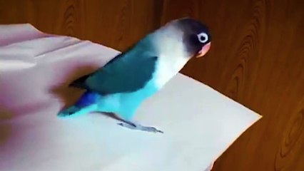 Hilarious dancing parrot loves to tap dance
