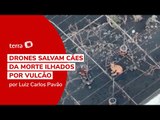 Drones salvam cães da morte ilhados por vulcão em La Palma