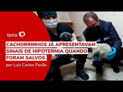 63 filhotes são resgatados com sinais de hipotermia em estrada congelante da Turquia