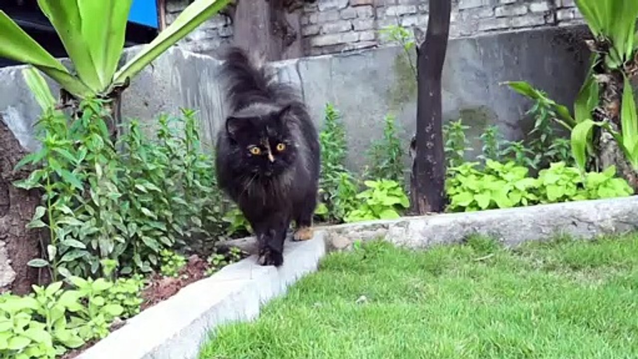Cat videos part 6