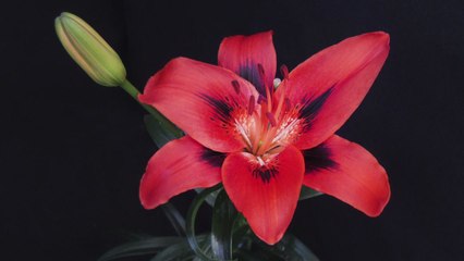 백합 새 품종 나온다...서울식물원, 신품종개발 후보군 48개체 선정 / YTN