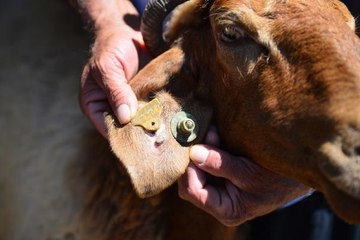 PROF. DR. SEBE KENEYİ JAPON YAPIŞTIRICISIYLA ÇIKARMAYA ÇALIŞANLAR VAR
